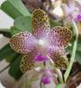 Phal. hygrochilla
